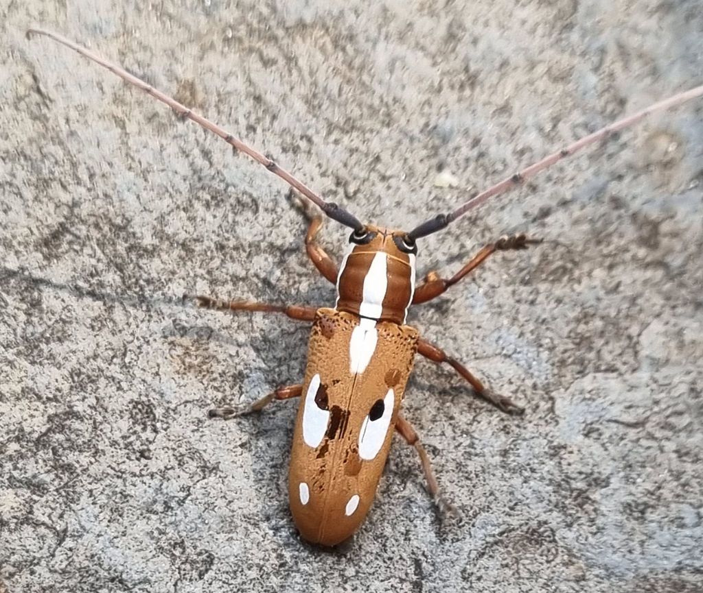 Prosopocera murrea