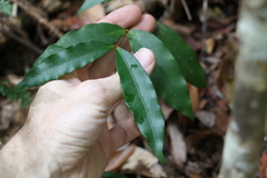 Melodinus acutiflorus