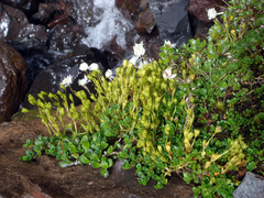 Ourisia caespitosa