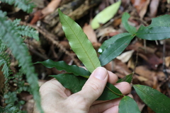 Melodinus acutiflorus