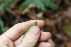 Melodinus acutiflorus