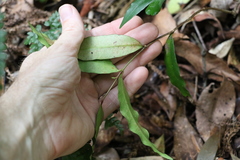 Melodinus acutiflorus
