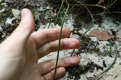 Image of Dendrobium bowmanii by (c) Greg Tasney, some rights reserved (CC BY-SA)
