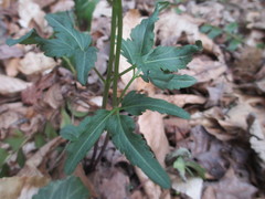 Cardamine angustata