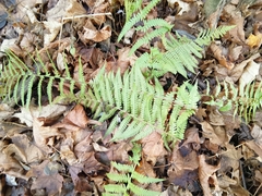 Dryopteris filix-mas