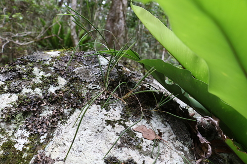 Image of Dendrobium bowmanii by (c) Greg Tasney, some rights reserved (CC BY-SA)