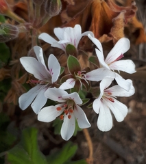 Pelargonium australe