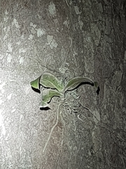 Peristeranthus hillii