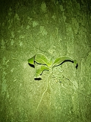 Peristeranthus hillii