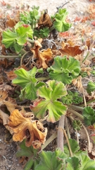 Pelargonium australe