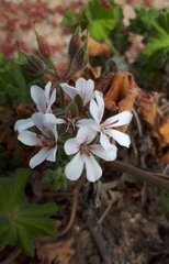 Pelargonium australe