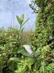 Clitoria laurifolia
