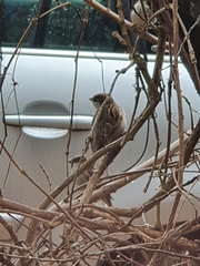 Passer domesticus