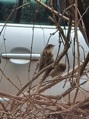 Passer domesticus