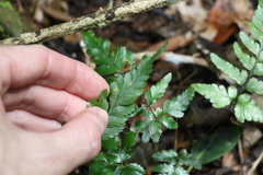 Davallia solida pyxidata
