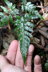 Davallia solida pyxidata