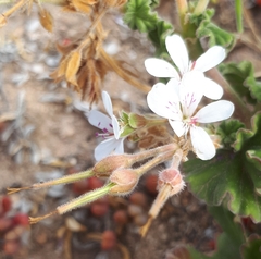 Pelargonium australe