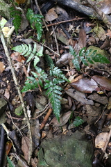 Davallia solida pyxidata