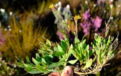 Osteospermum burttianum