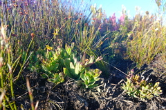 Osteospermum burttianum