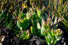 Osteospermum burttianum