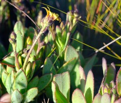 Osteospermum burttianum