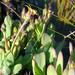 Osteospermum burttianum - Photo (c) Nick Helme, some rights reserved (CC BY-SA), uploaded by Nick Helme