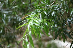 Podocarpus elatus