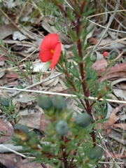 Gompholobium uncinatum