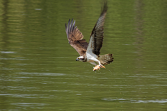 Pandion haliaetus
