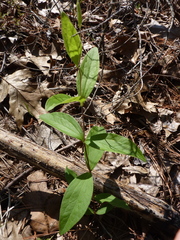 Clematis ochroleuca