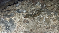 Cyrtodactylus marmoratus