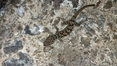 Cyrtodactylus marmoratus