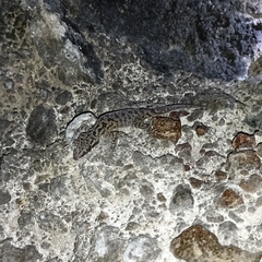 Cyrtodactylus marmoratus