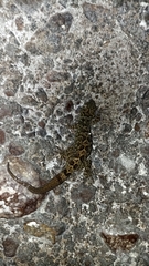 Cyrtodactylus marmoratus