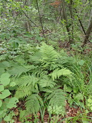 Athyrium sinense