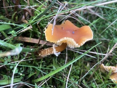 Basidiomycota