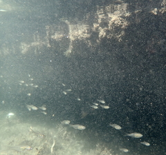 Ambassis jacksoniensis