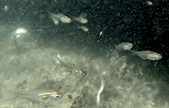 Ambassis jacksoniensis