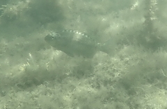 Girella elevata