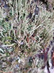 Cladonia cenotea