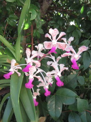 Vanda tricolor