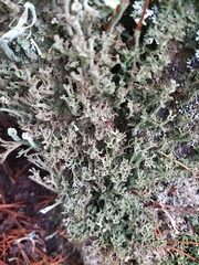 Cladonia cenotea
