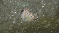 Goniobranchus bombayanus