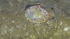 Goniobranchus bombayanus