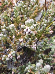 Erica oreotragus