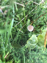 Mycena