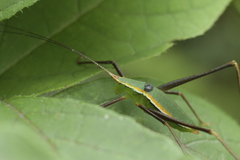 Xenicola taroba