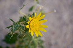 Berkheya spinosissima spinosissima