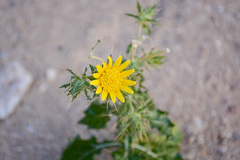 Berkheya spinosissima spinosissima